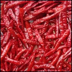 Teja Chilli Stemless